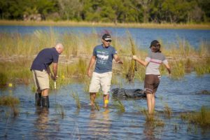 volunteers plant seagrass 