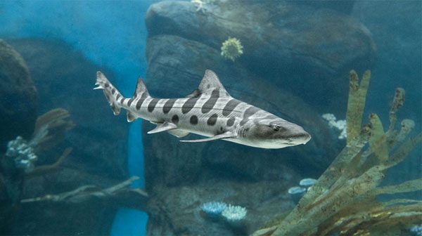 Leopard shark (Source: San Diego Zoo)