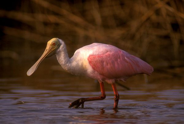 Roseate Spoonbill in Galveston Bay, TX