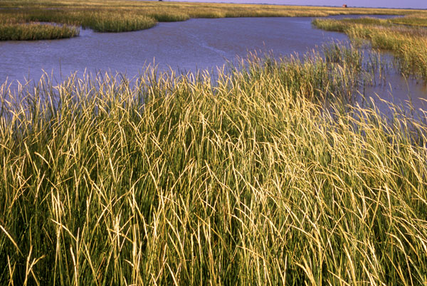 Coastal marsh in Galveston Bay, TX