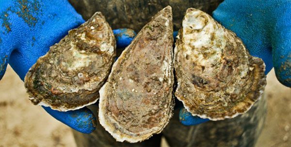 Oysters from the Chesapeake Bay. Source: NOAA
