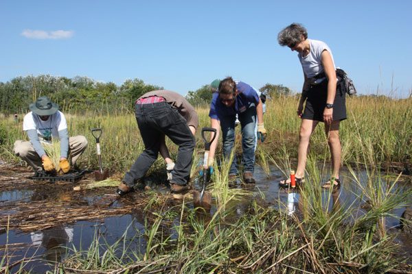 Seagrass planting on Plum Beach on Long Island