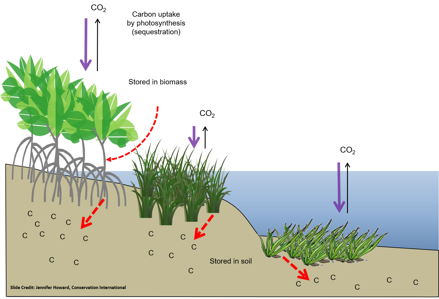 best grasses for carbon sequestration