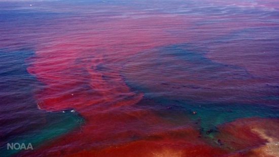 Fenomena red tides dimana fitoplankton beracun tumbuh berlebihan | foto: NOAA