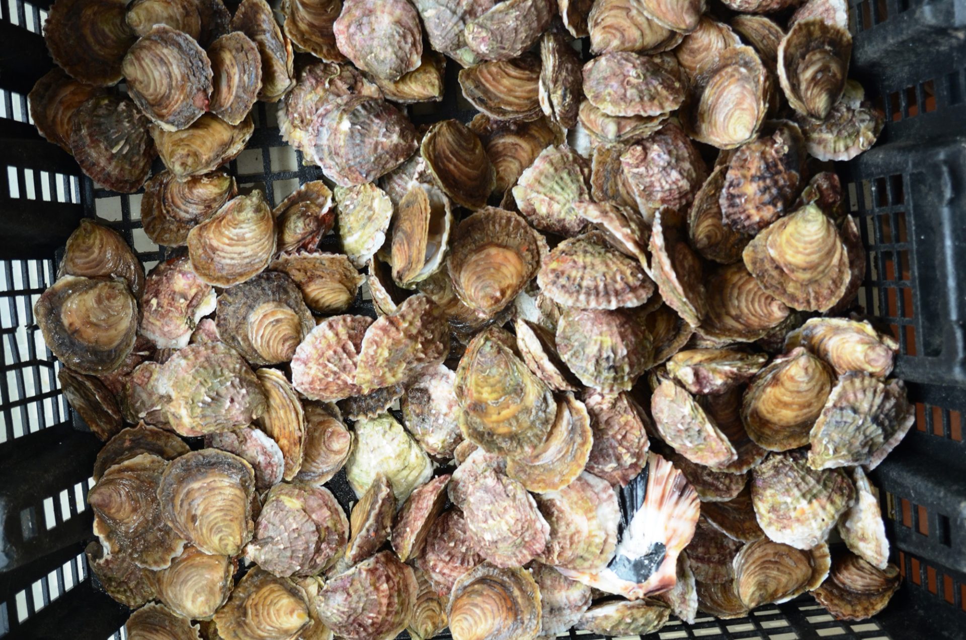 Threats Restore America's Estuaries