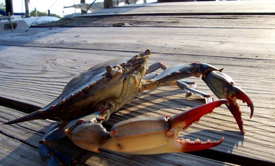 blue crab archives