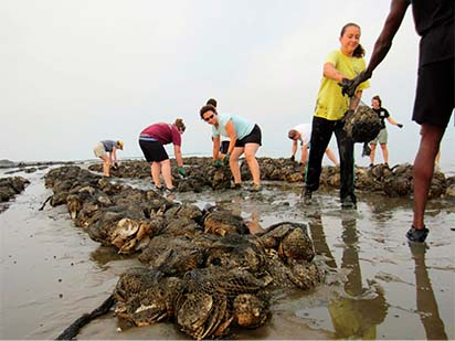 Volunteers working together to build oyster reefs to help protect the coastline.