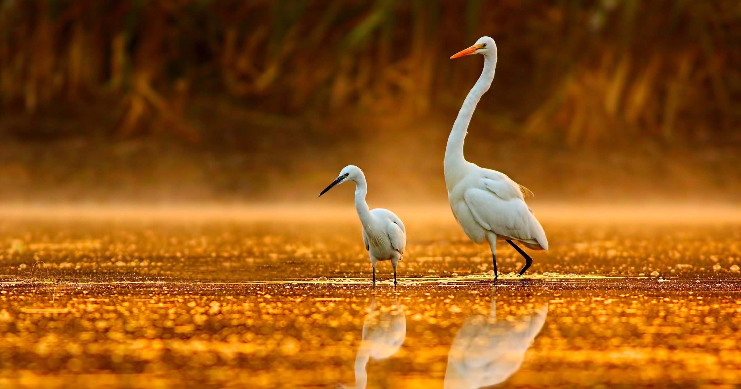 Restore America's Estuaries