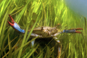 Underwater crab in sea grass