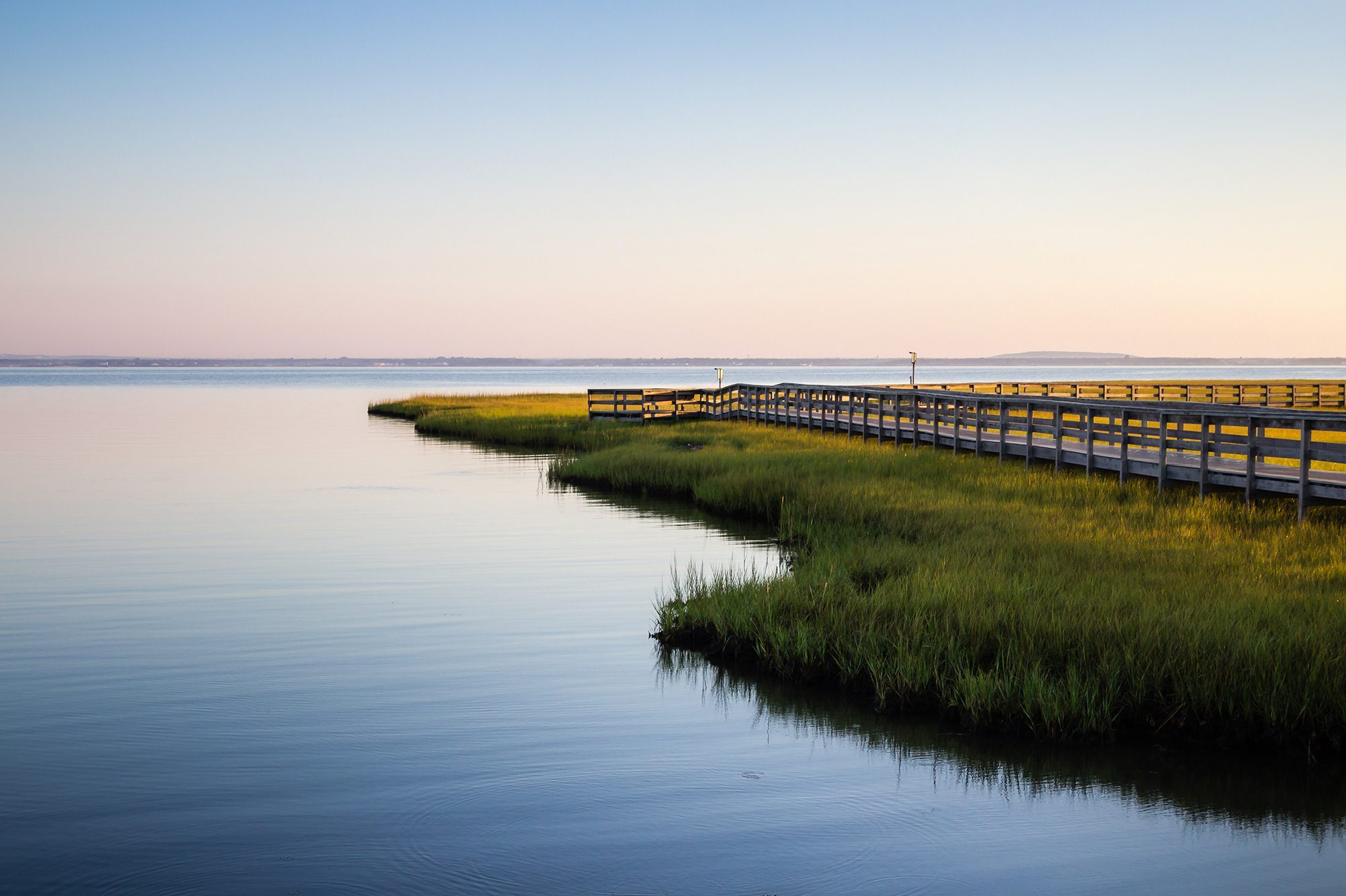 Championing coastal wetlands: Blue Carbon Lab is restoring lost ecosystems