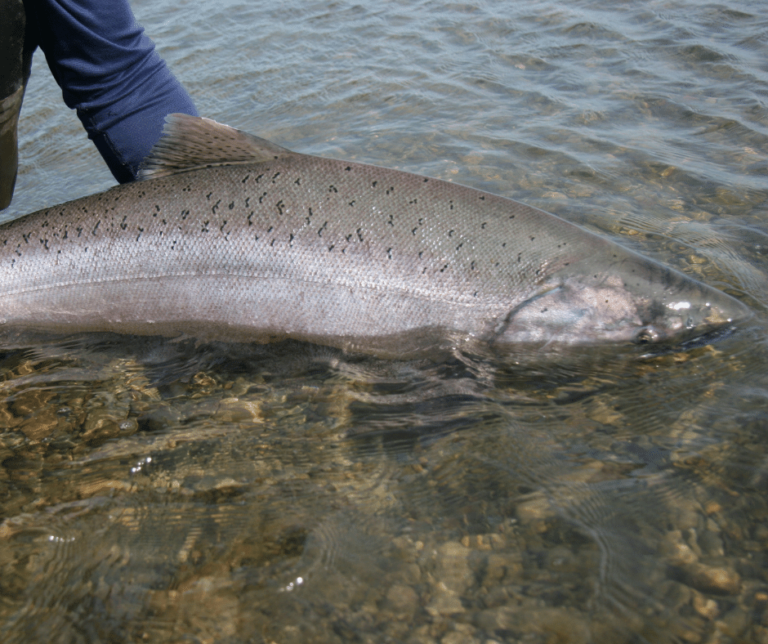 Five estuary species that rely on climate resilient habitat ~ Restore ...