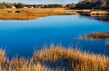 New England salt marsh