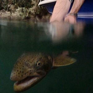 An underwater photo of a trout